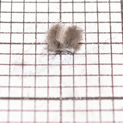 VDA mohair afdichting PR048.3504 FPAC (prijs per meter, minimale afname 10 meter)